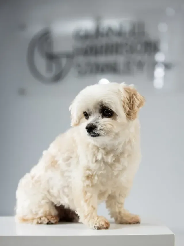 Alfie, the GHS Law office dog, 2007 to 2023